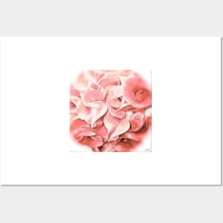 Calla Lily Pink Impression Posters and Art